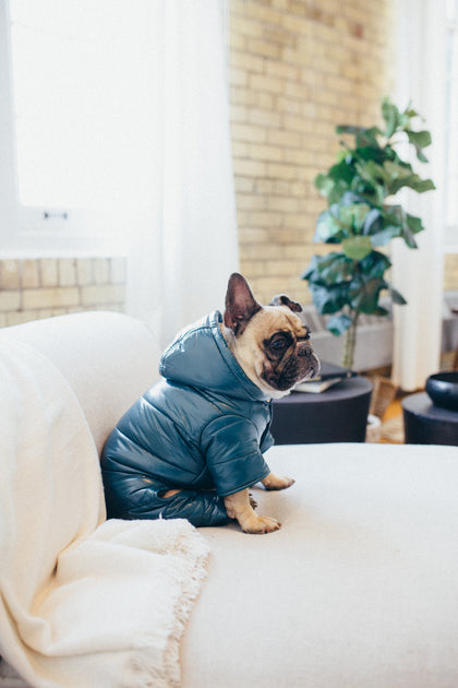 French 2025 bulldog snowsuit