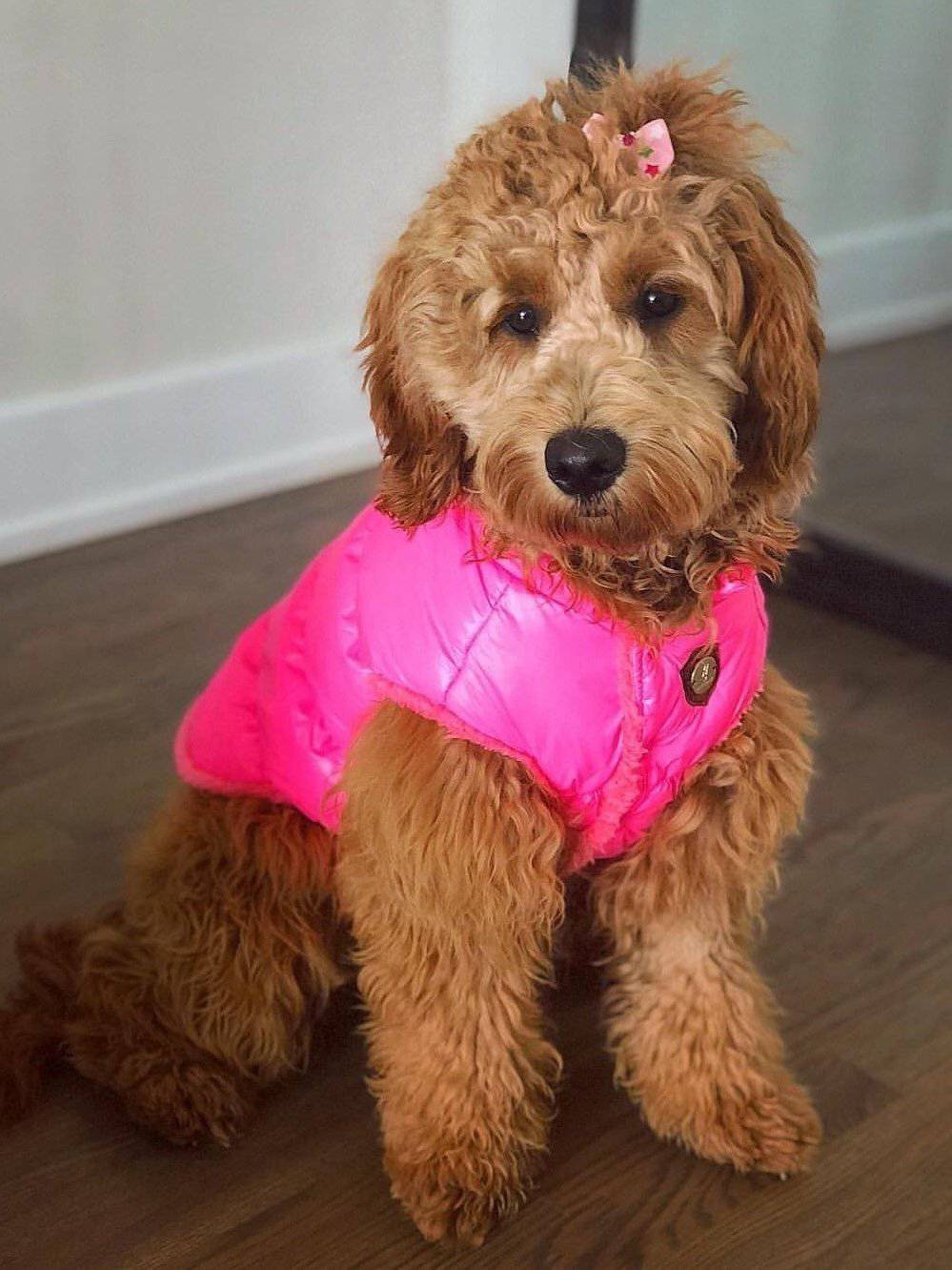 Dog Winter Puffer Jacket Neon Pink Waterproof jacket for pooch Wag Swag Brand Inc