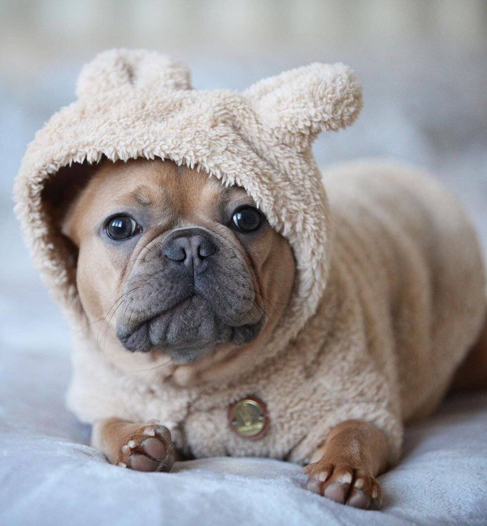 Dog bear coat hotsell